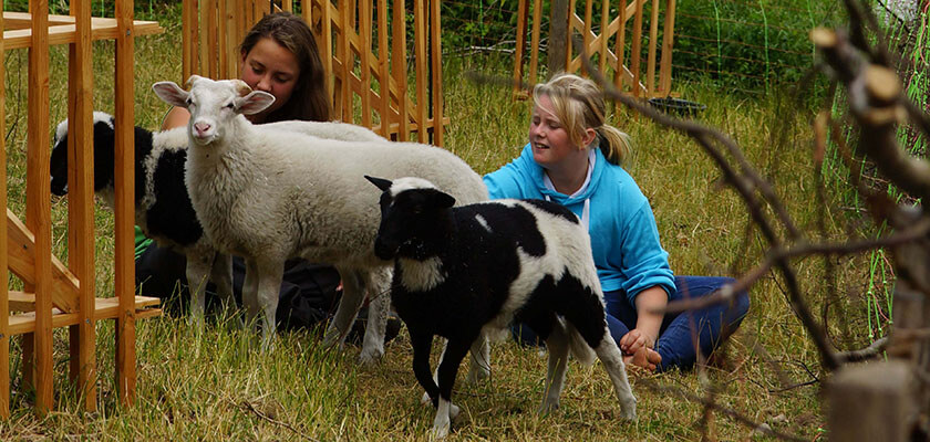 Tiere im Geschichtserlebnisraum